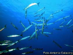 Sphyraena viridensis mediterranea.jpg